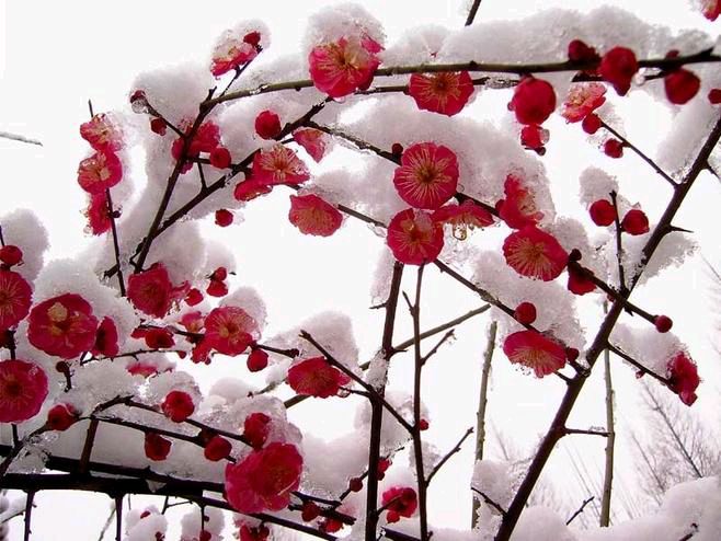 七绝《桃花》《梅》文/难得糊涂（图4）