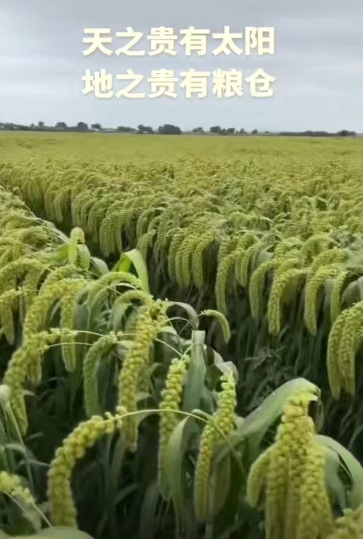 最美散文连载（一）【青荷文学社】青春岁月付磋砣，深情怀念“布衣总理，陈永贵” 作者/张振华（散文名家）（图11）