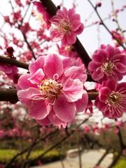 《春天将启》作者:施宏【主播:安心】【桃源国际诗歌文化传媒】用声音传递温暖以诵读致敬人生♬（图8）