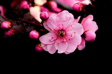 七绝·村晚/古风·无题(文/冯清明)……莲叶之珠文学社(图3)