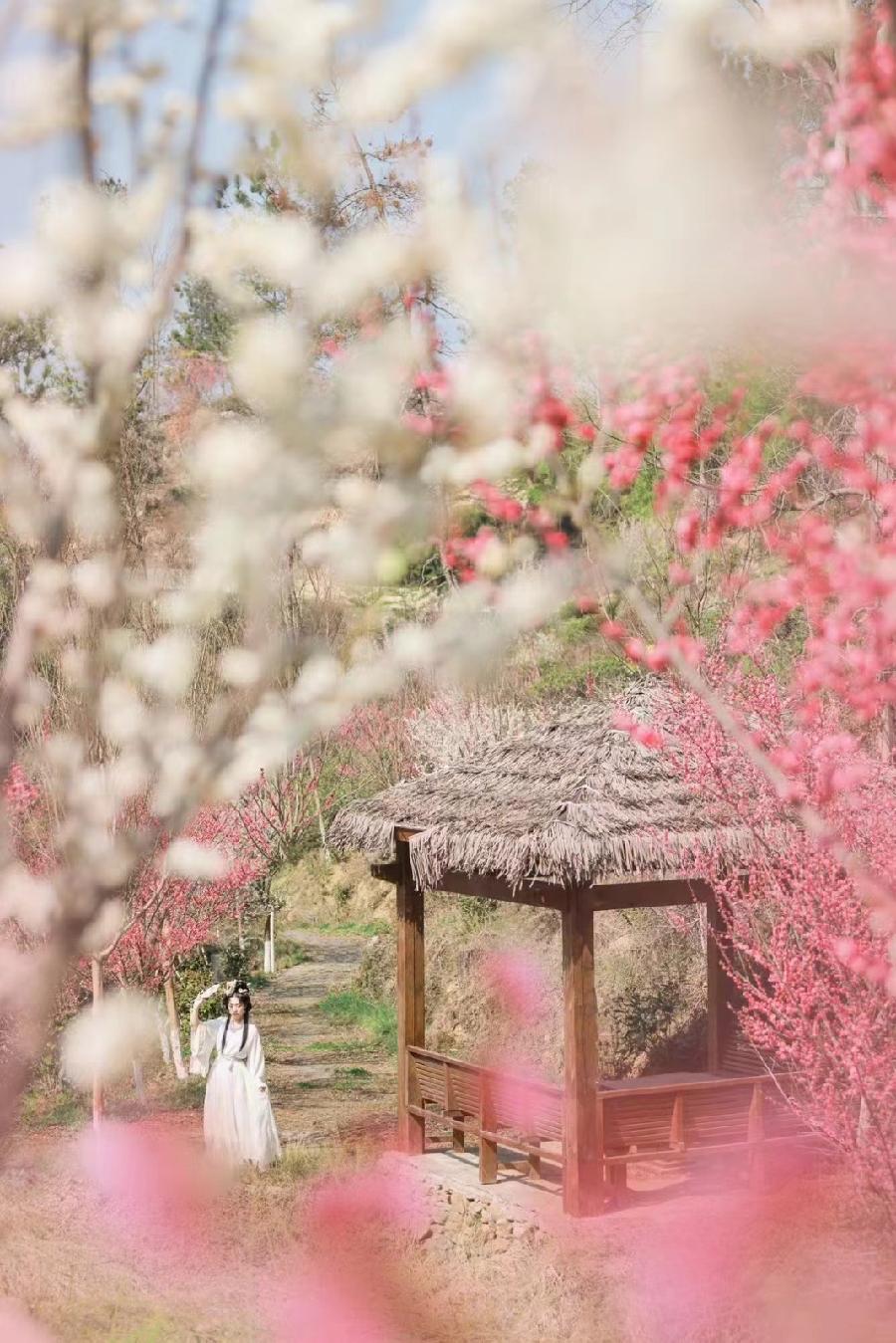 花乡茶谷的梅花开了（图8）