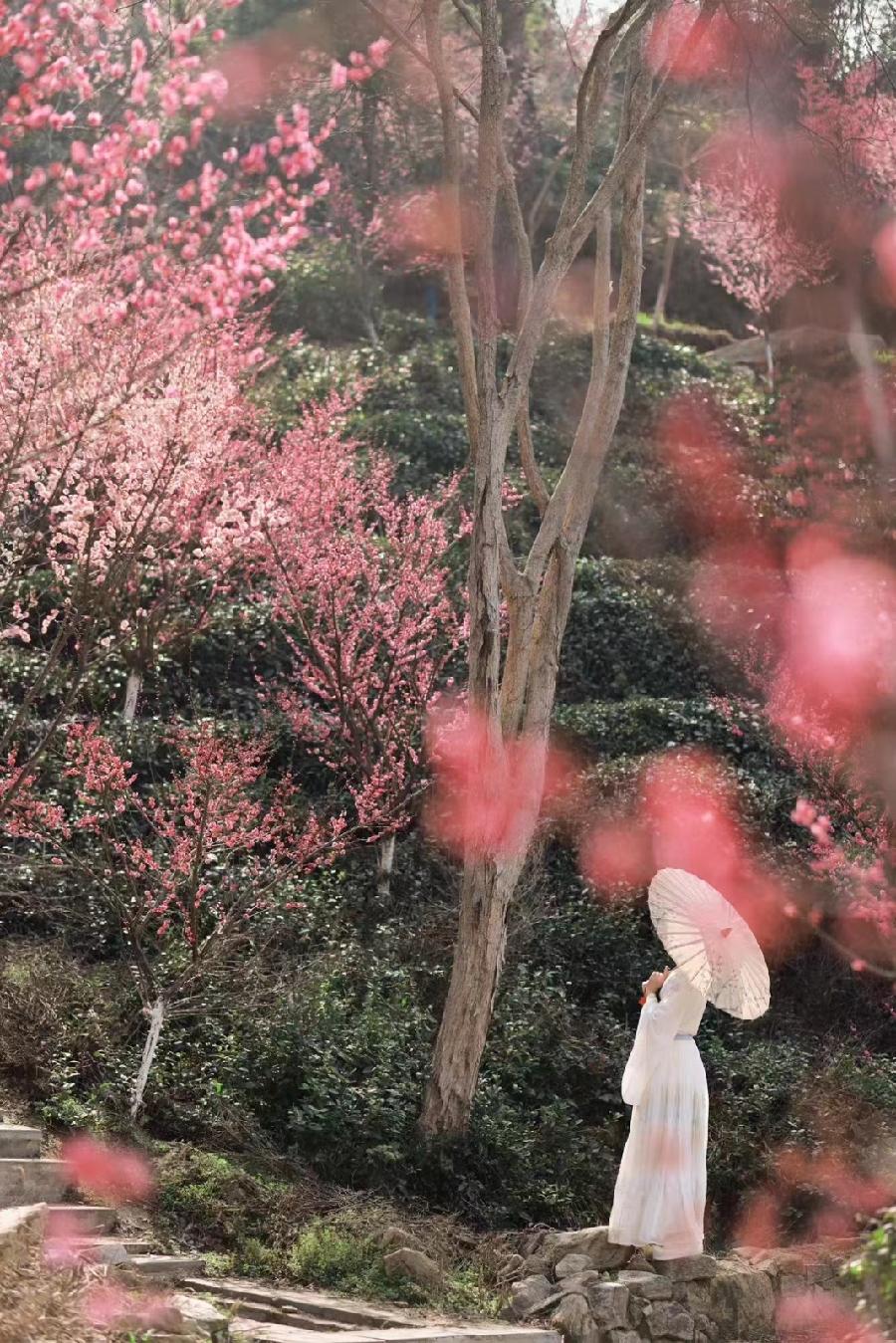 花乡茶谷的梅花开了（图9）