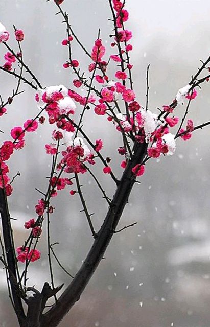 【新山东文学社】《七绝八首（新韵）》作者/王新华 主播/天空（图3）