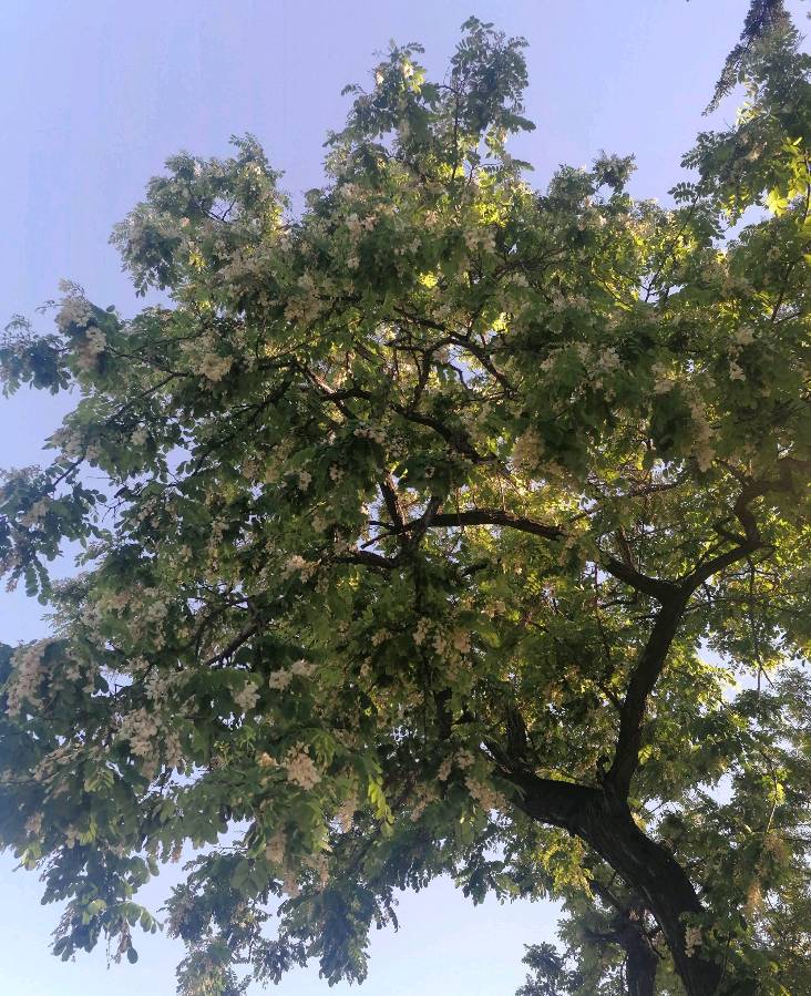 🌳最美生态散文集欣赏🌳《树下无言》厚朴