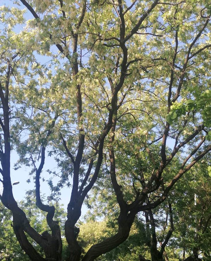 🌳最美生态散文集欣赏🌳《树下无言》厚朴(图2)