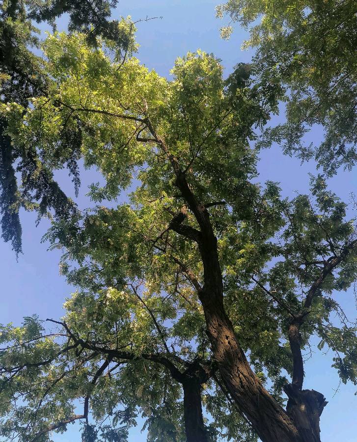 🌳最美生态散文集欣赏🌳《树下无言》厚朴(图5)