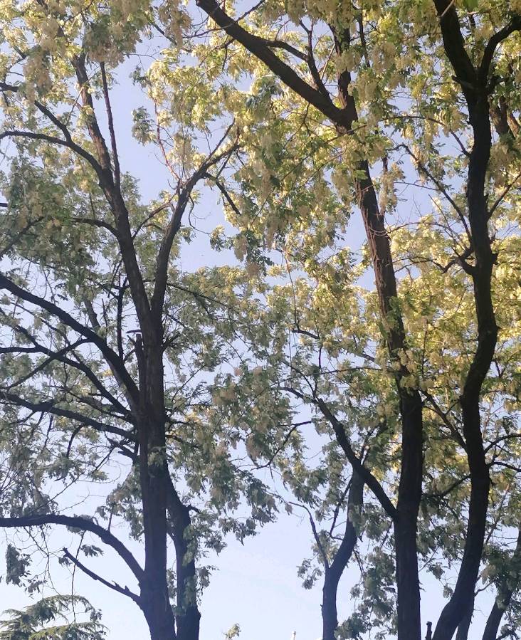 🌳最美生态散文集欣赏🌳《树下无言》厚朴(图6)