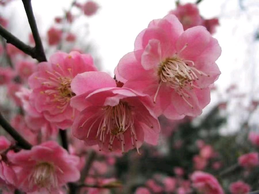 刘凤亭：七律•咏梅十首‖巴彦诗词楹联协会【621】（图4）