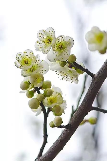 刘凤亭：七律•咏梅十首‖巴彦诗词楹联协会【621】（图8）