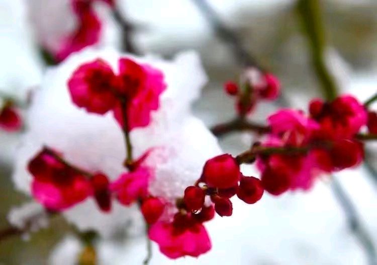 刘凤亭：七律•咏梅十首‖巴彦诗词楹联协会【621】（图9）