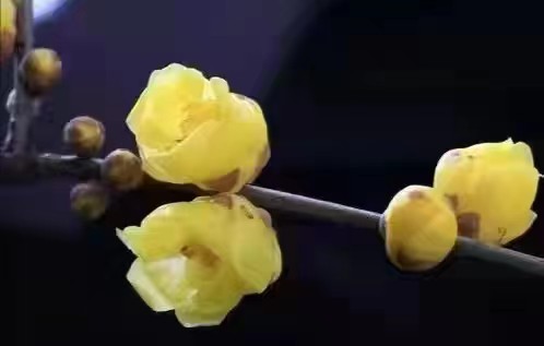 刘凤亭：七律•咏梅十首‖巴彦诗词楹联协会【621】（图11）