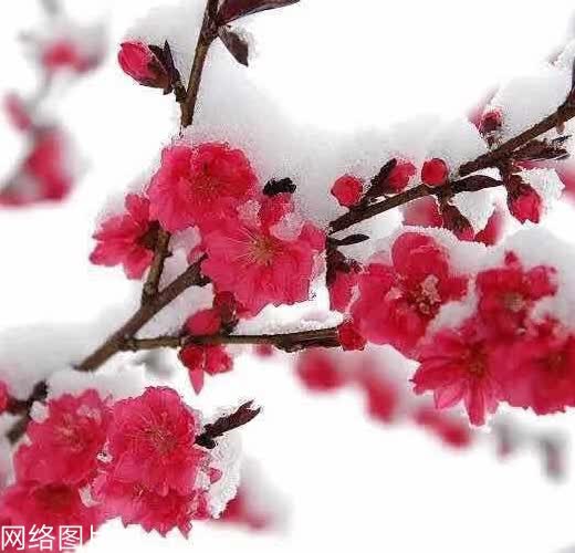 心尘文艺 第1175期
