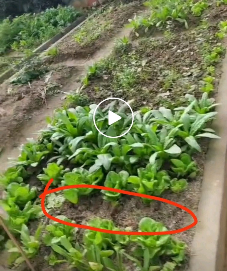 【顺言顺语】谁是校园里的偷菜人