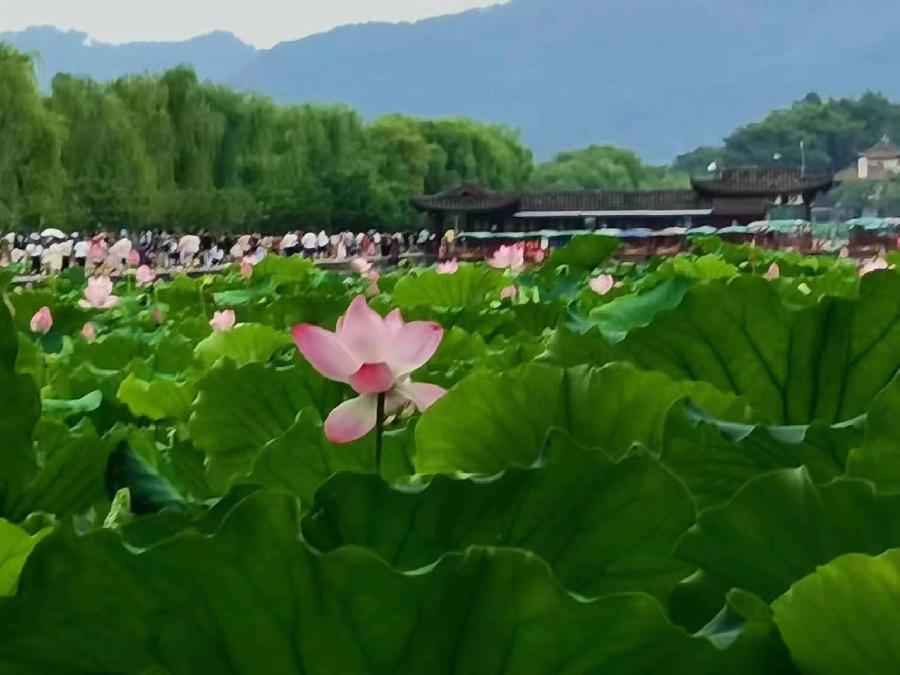 【都市文坛撷英】散文||西湖怀想文/毛怡凤 图/雷海鹰(图5)