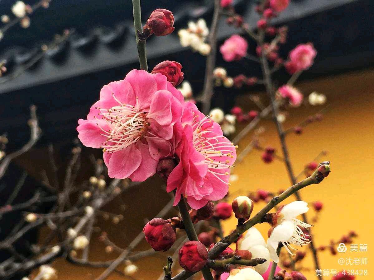 【明心文学】红梅对春的告白 作者/岁月屐痕 主播/舒心快乐（图3）