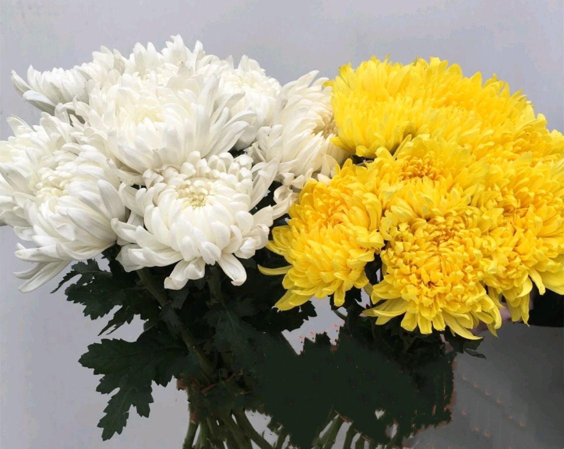 老杨老师诗词欣赏（图41）