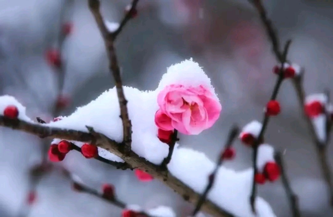 东方书剑的《鹧鸪天 岁杪小吟》