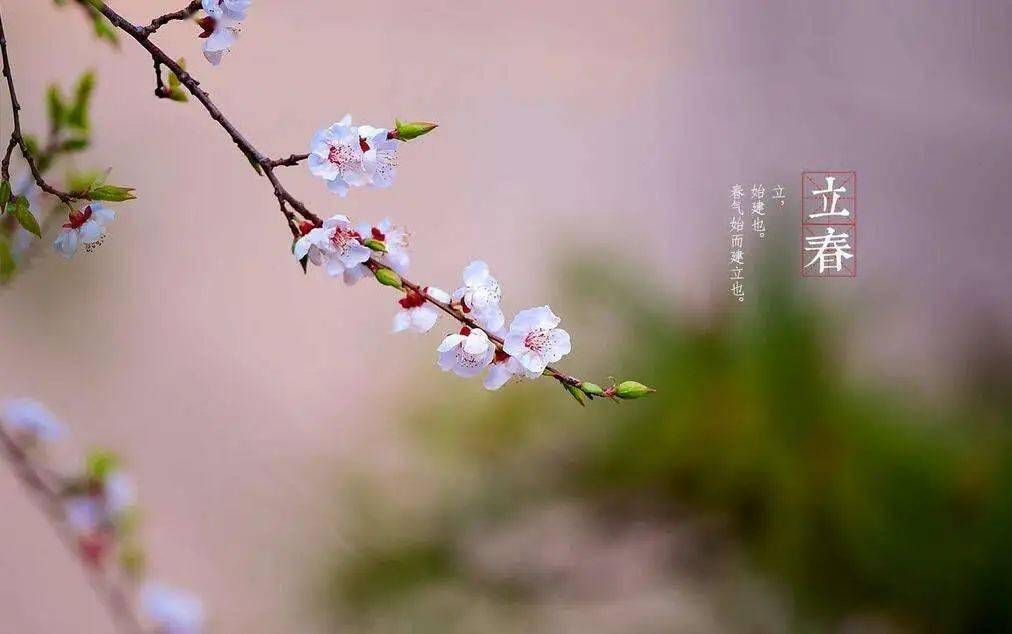 【诗歌】春天的梦 文/郑春玲/诵读/于澜(图4)