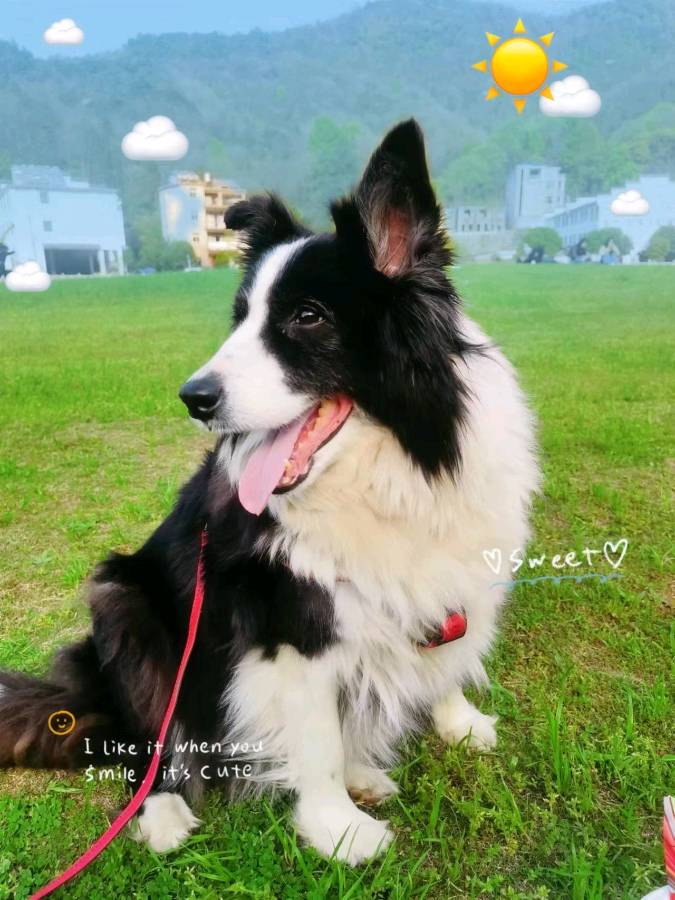 《九江文学社：北京头条》《别忠犬——纪念爱犬乖乖》作者/洪新爱【总第1984期】（图2）