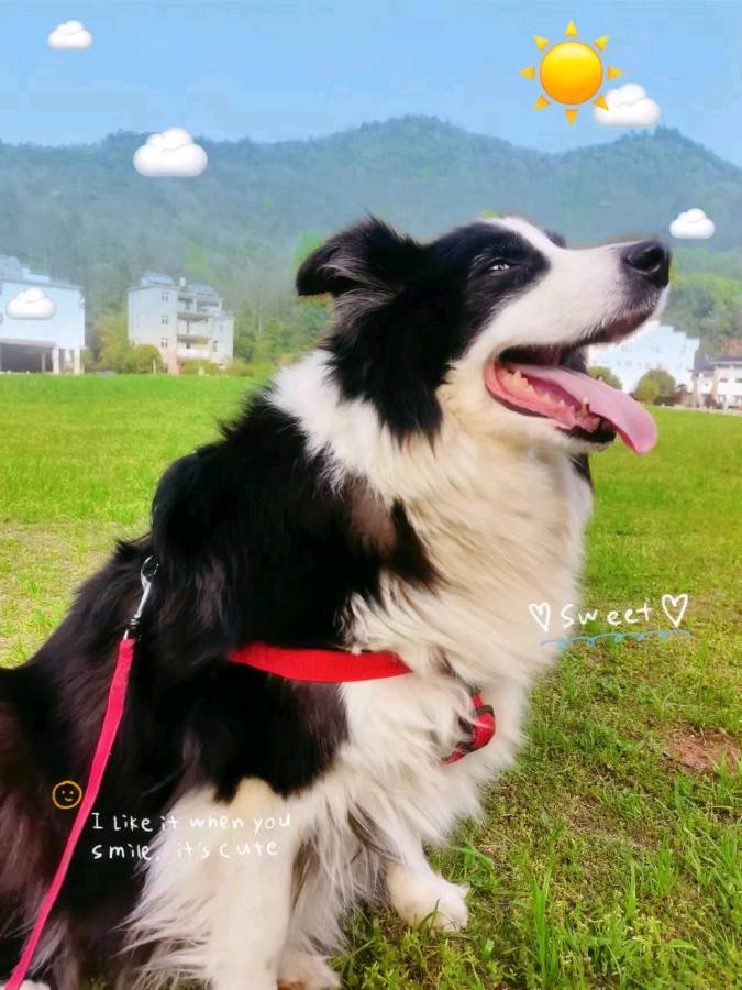 《九江文学社：北京头条》《别忠犬——纪念爱犬乖乖》作者/洪新爱【总第1984期】（图5）