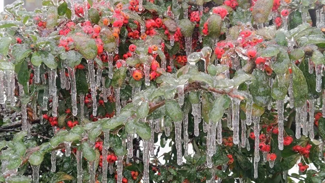 金色中国《武汉雪深没受阻》（图2）