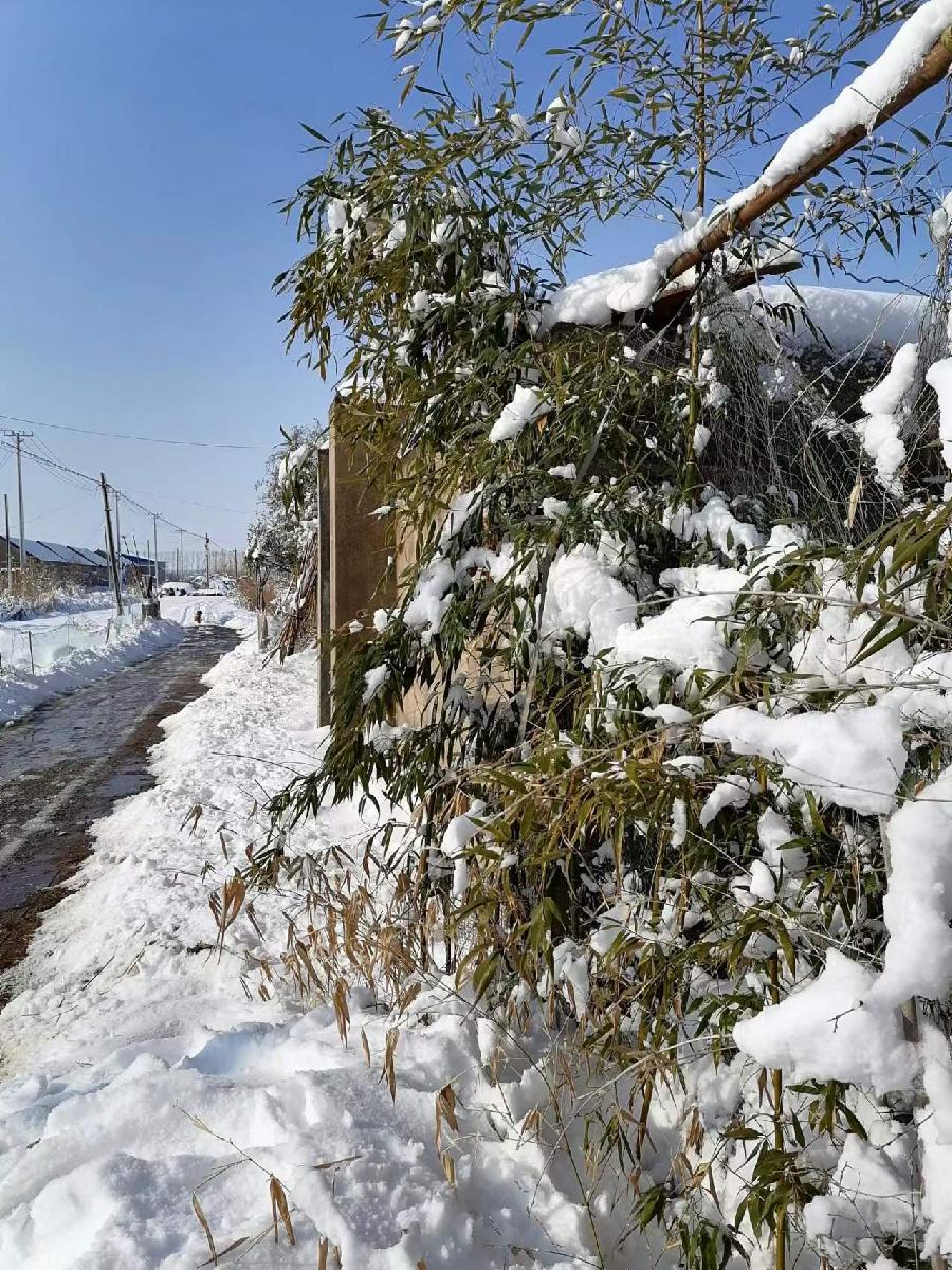 ［正宫·醉太平］大雪初霁（文/陈守邦）……莲叶之珠文学社（图4）