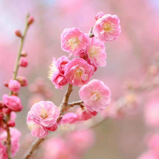 立春（图5）