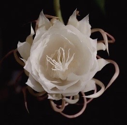 《一朵昙花的花语》作者：宏斌（美国）朗诵：月儿（美国）美国总社【世界诗人名人展】10822期（图4）