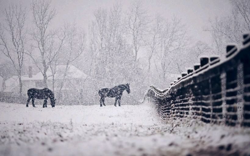 【原创】丁旭//鹧鸪天•癸卯小年大雪纷飞，特写（图4）