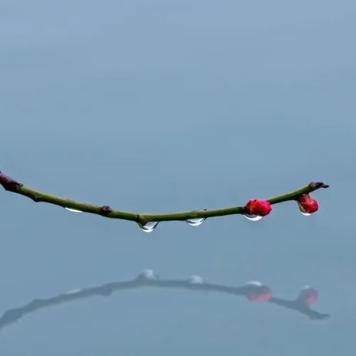 甲辰雨雪迎岁（文/许碧霞）……莲叶之珠文学社