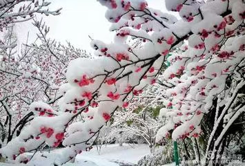 七绝·雪夜/七律·步韵养根斋甲辰贺春（文/冯清明）……莲叶之珠文学社（图5）
