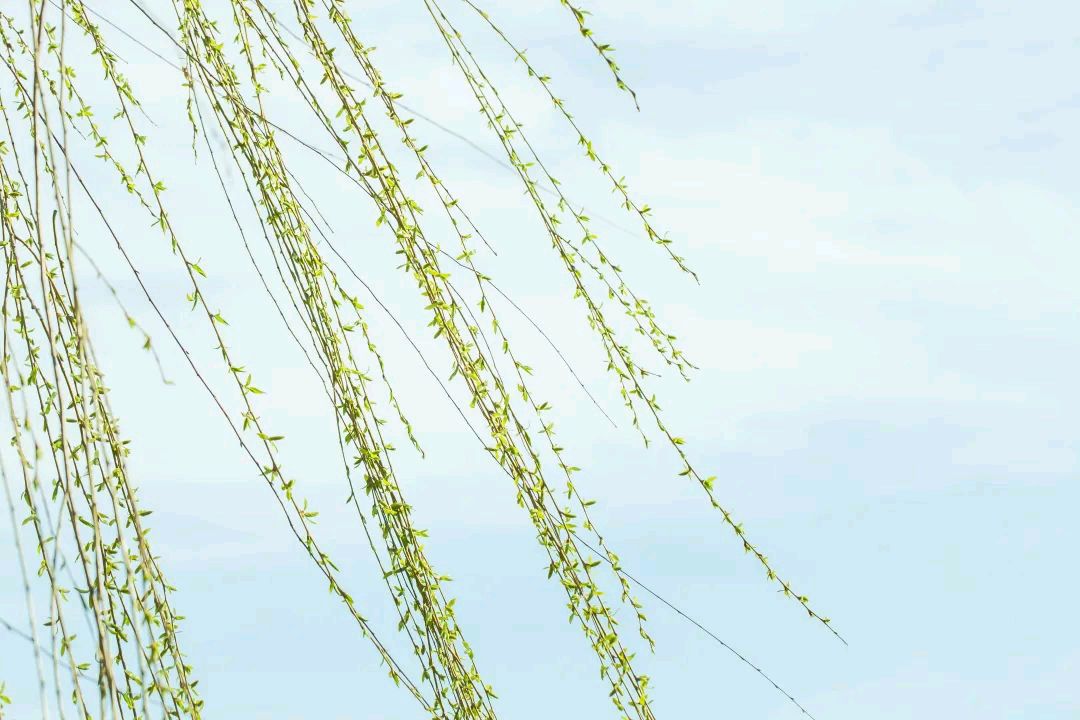 七律 · 春 风 (平水韵)文 / 山水逸翁(王忠森)（图3）