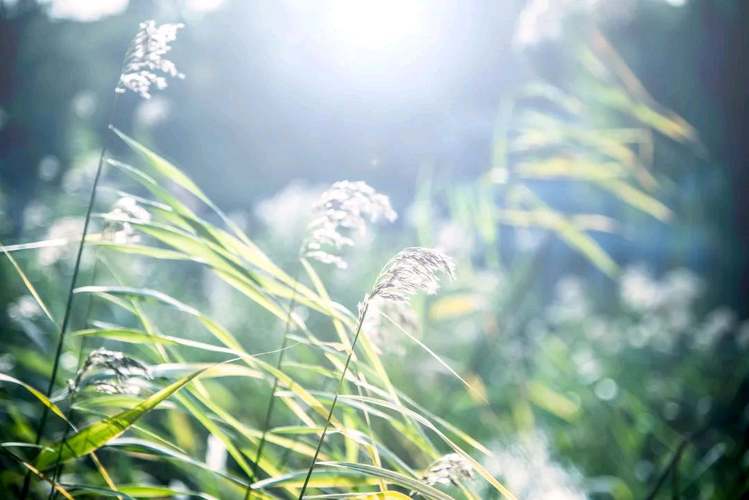七律 · 春 风 (平水韵)文 / 山水逸翁(王忠森)（图4）