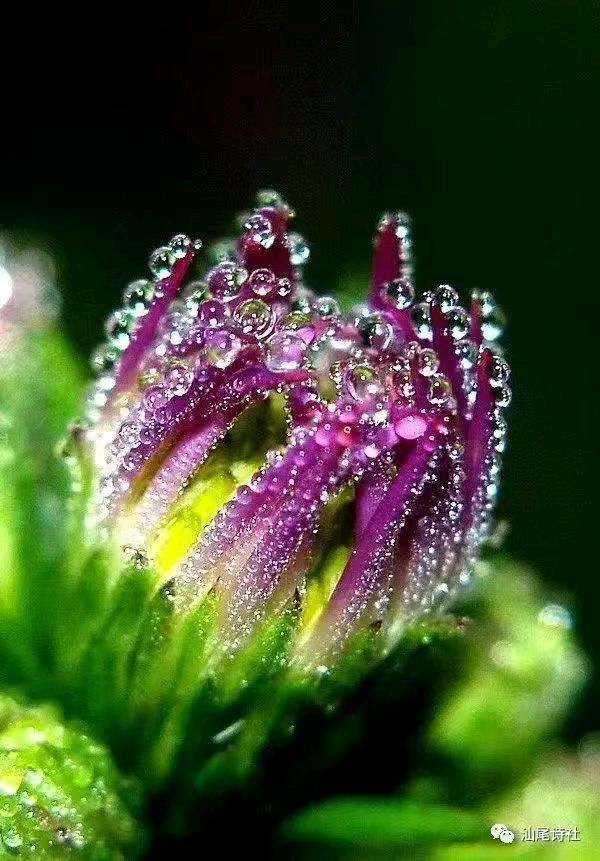 卓顺贵癸卯诗词集（图99）
