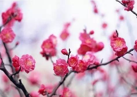 几老友赋寒梅 东风第一枝 文/难得糊涂（图2）