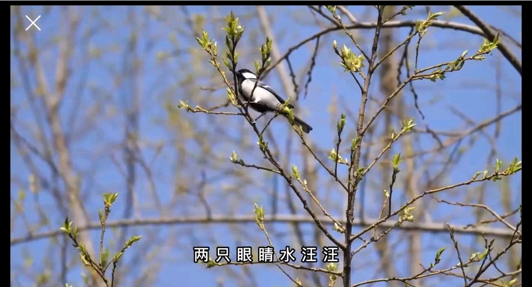 春姑娘 作者/艾青 诵读/妙琪（图2）