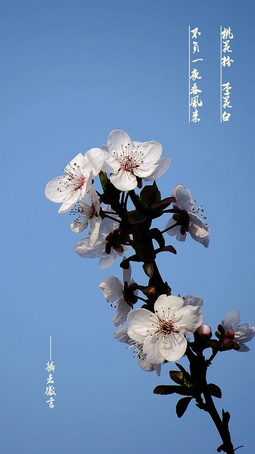 行香子-立春抒怀～词||旗袍（图14）