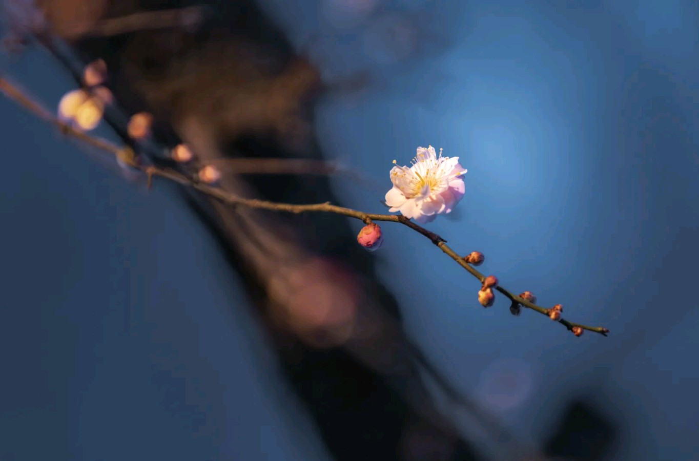 泰山朗诵【这一年，你过得还好吗】作者/英黎（图3）