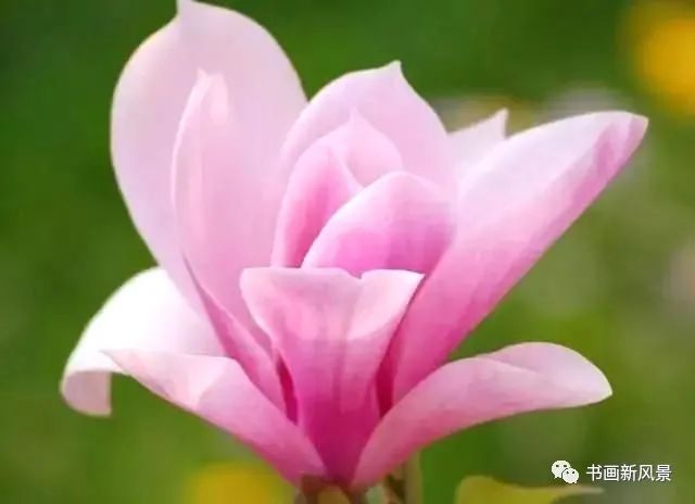 【名家精品】《昙花情》《心头之痒》《夜的羔羊》……//作者:曹志杰(思归会长)//都市头条(图7)