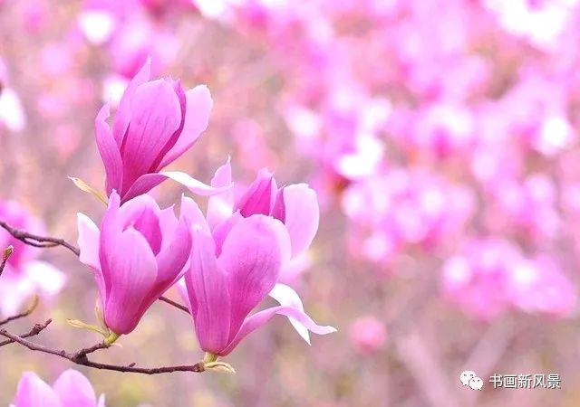 【名家精品】《昙花情》《心头之痒》《夜的羔羊》……//作者:曹志杰(思归会长)//都市头条(图8)