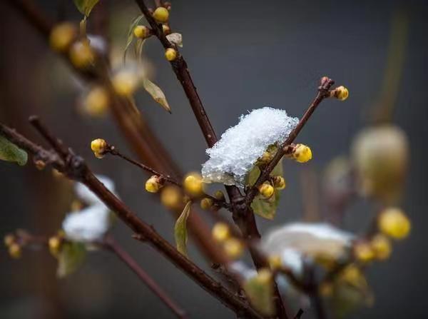【诗词鉴赏】踏雪寻梅 文/李德强（图3）