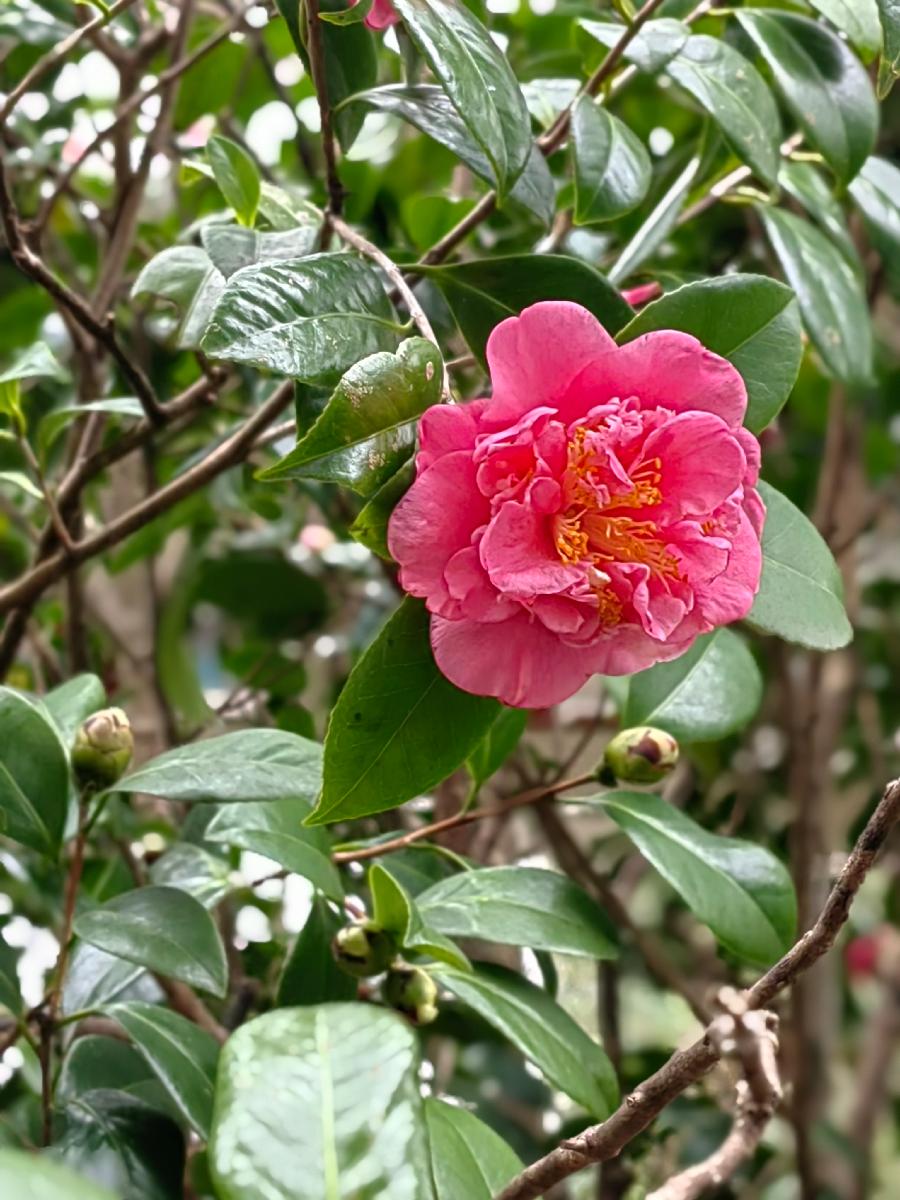 七律 辞旧岁迎新年（祝亲朋好友新春万事如意）文／江冲（图2）