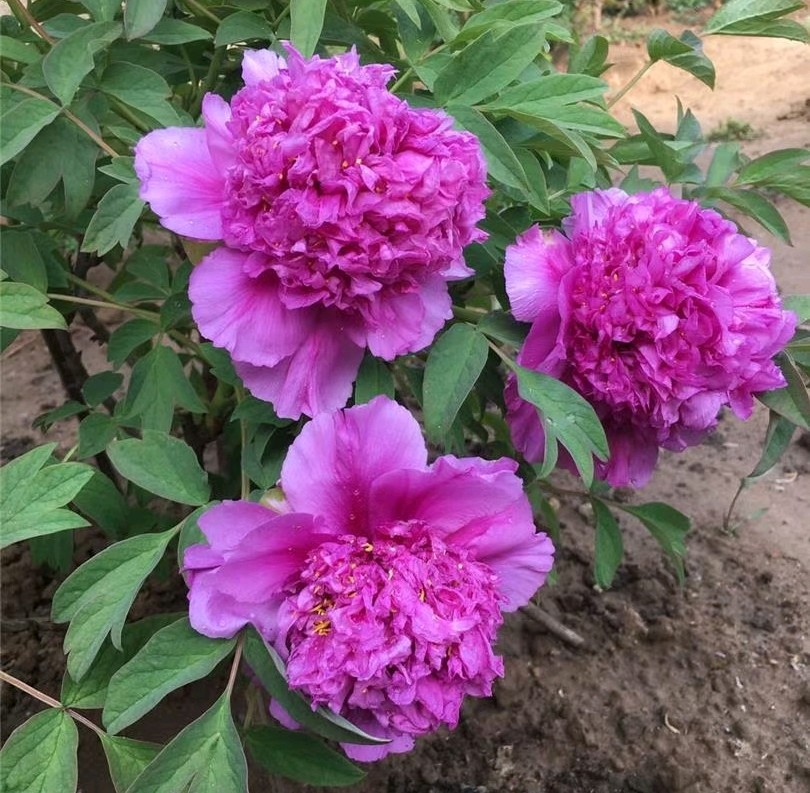 《牡丹花城》（图2）