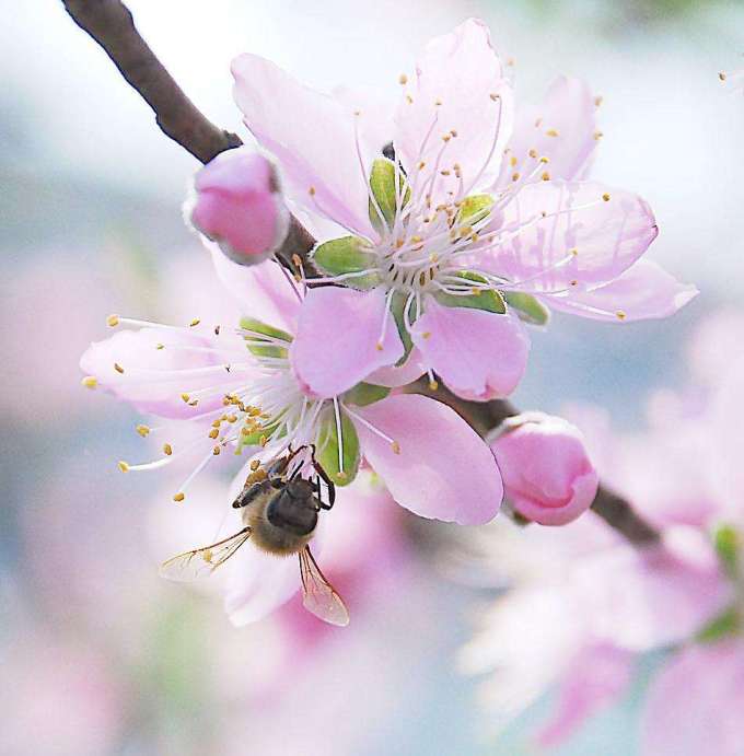 七绝《桃花逗蝶蜂》诗情画意(广东)（图4）