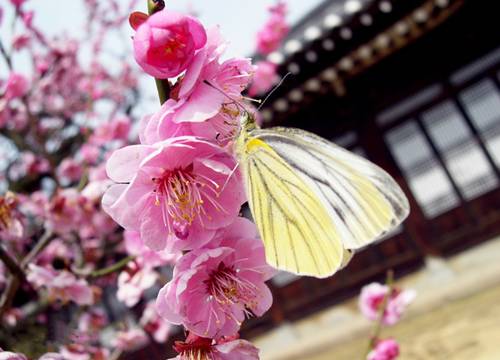 七绝《桃花逗蝶蜂》诗情画意(广东)（图3）