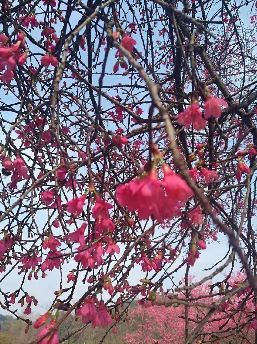 早春（图2）