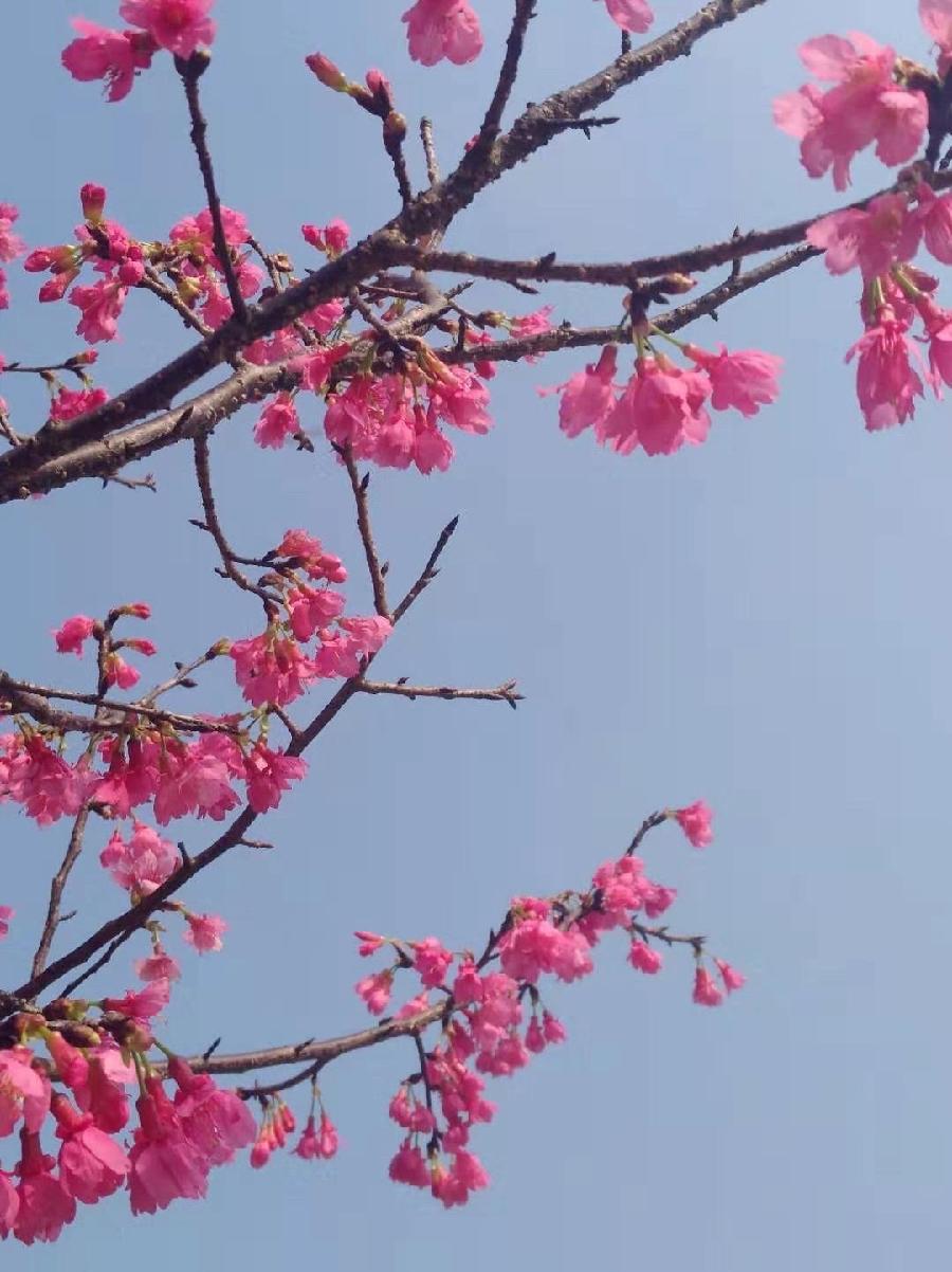 早春（图3）