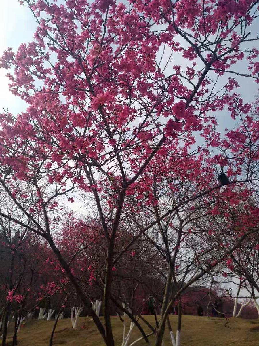 早春（图4）