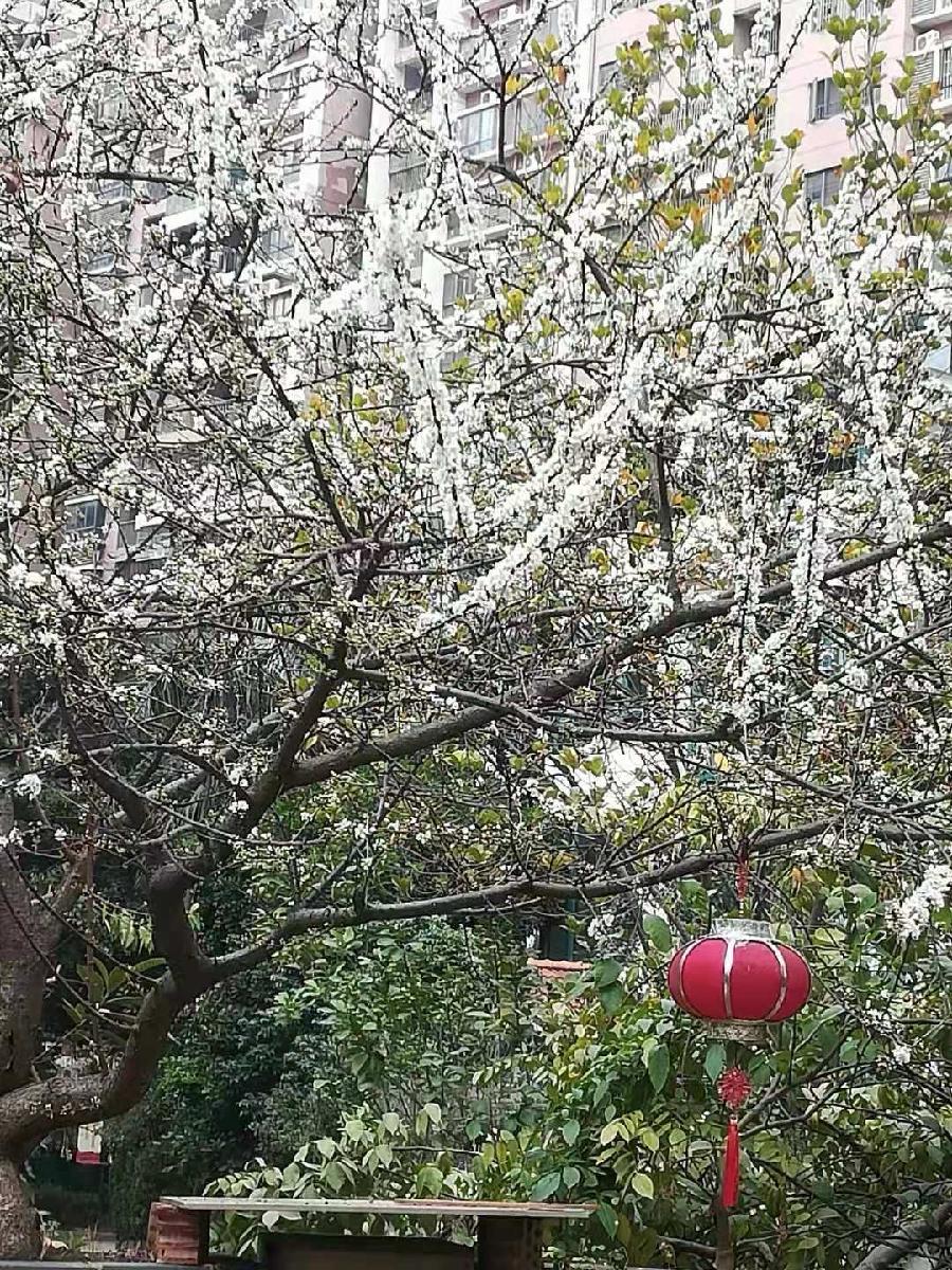 早春（图8）