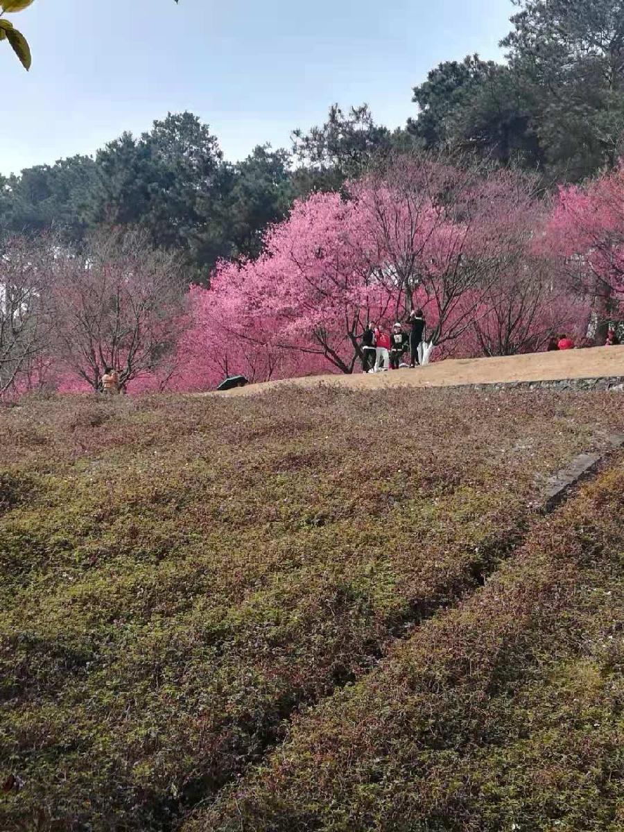 早春（图6）
